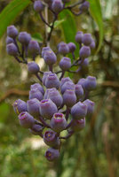 Dissochaeta sp., bright pale purple velvety berries, Harau valley, West Sumatra