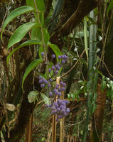Dissochaeta sp., liana with terminal hanging infructescences, pale purple berries, Harau valley, West Sumatra