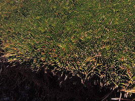 Distichia muscoides, close up of the large densely crowded stems creating peat Angiosperm deep deposits, at 4100 m asl in a  swamp of the Altiplano, Cuzco, Peru