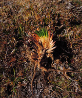 Distichia muscoides, one stem out of the peat with living green leaves at the top, at 4100 m asl in a peat Angiosperm swamp of the Altiplano, Cuzco, Peru