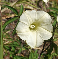 Distimake quinquefolius, flower, Lake Chamo, Arba Minch, Ethiopia