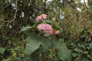 Dombeya burgessiae, Zomba, Malawi
