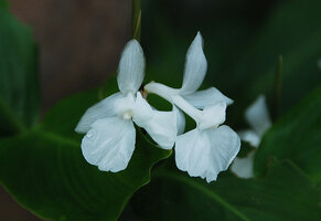 Donax canniformis, Phou Hin Poun NBCA, Khammouane, Laos