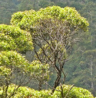 Doona (syn. Shorea) gardneri, a crownlet with foliage distributed along the last 20 cm of each youngest shoot and progressive downward defoliation and shoot natural pruning, 1500 m asl, Maskeliya, Sri Lanka