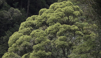 Doona (syn. Shorea) gardneri, crownlet shyness in an individual tree crown, 1500 m asl, Maskeliya, Sri Lanka