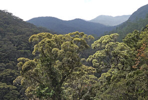 Doona (syn. Shorea) gardneri, crown shyness and progressive downward necrosis of smaller shaded shoots leading to differenciation of the main branches, 1500 m asl, Maskeliya, Sri Lanka