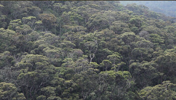 Doona (syn. Shorea) gardneri population constituting the forest canopy, 1500 m asl, Maskeliya, Sri Lanka