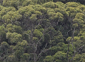 Doona (syn. Shorea) gardneri, progressive downward differenciation of the main branches through necrosis of small shaded shoots and resulting bifurcations, 1500 m asl, Maskeliya, Sri Lanka