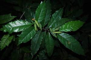 Dorstenia alta, boat shaped inflorescences, Amboni caves, Tanga, Tanzania