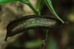 Dorstenia alta, inward curved blackish receptacle margins, Amboni caves, Tanga, Tanzania