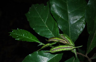 Dorstenia alta, leaves dentate in the upper part and boat shaped inflorescences, Amboni caves, Tanga, Tanzania