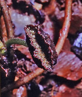 Dorstenia brasiliensis, way to Mt Galbao, Saul, French Guiana