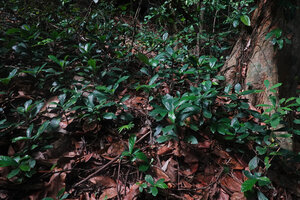 Dorstenia cf. holstii, dense population in forest understory, Sanje Waterfall, Udzungwa NP, Tanzania