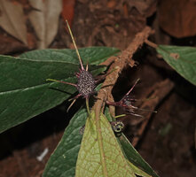 Dorstenia cf. holstii, inflorescences and lower leaf surface with protruding nerves, Sanje Waterfall, Udzungwa NP, Tanzania