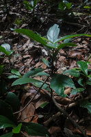 Dorstenia cf. holstii, leafy stem bearing one axillary inflorescence at each node, Sanje Waterfall, Udzungwa NP, Tanzania