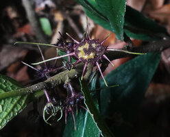 Dorstenia cf. holstii, receptacle with maturing fruits and dry stamens, Sanje Waterfall, Udzungwa NP, Tanzania