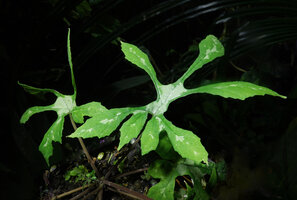 Dorstenia contrajerva, a form with deeply lobed spider like leaves, Las Lagunas, Flores, Guatemala
