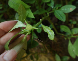 Dorstenia hildebrandtii, inflorescence, Amboni caves, Tanga, Tanzania