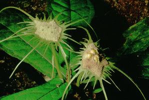 Dorstenia multiradiata, flat open receptacle expulsing up to few meters the mature akenes, Campo, Cameroun