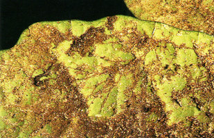 Dorstenia picta, hairs along the lower leaf nerves fixing humus, browsed by fungi hyphae, thus creating a micro soil directly connected to the leaf, Campo, Cameroun