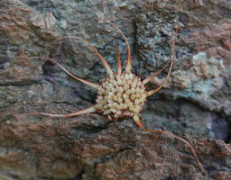 Dorstenia cuspidata, receptacle with arachnoid appendages, Kisensegere, Rukwa, 1200 m asl, Tanzania