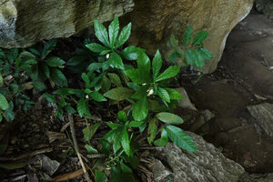 Dorstenia tayloriana at the cave entrance, the type locality of Dorstenia amboniensis, now a synonym name, also Dorstenia alta on the right background, Amboni caves, Tanga, Tanzania