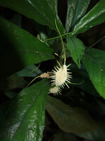 Dorstenia tayloriana, boat shaped bright white receptacle with many white filaments on the margin and two long green at each extremity of the receptacle, Amboni caves, Tanga, Tanzania