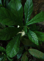 Dorstenia tayloriana, leaves and inflorescence, this form was originally described as Dorstenia amboniensis, now a synonymised name, Amboni caves, Tanga, Tanzania