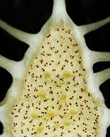 Dorstenia tayloriana, receptacle with brown stamens of the male flowers and female flowers in yellowish cavities, Amboni Caves, Tanga, Tanzania.