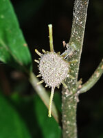 Dorstenia warneckei, inflorescence, Ngezi FR, Pemba, Tanzania