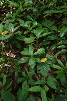 Dorstenia warneckei, vegetative population in forest understory, Ngezi FR, Pemba, Tanzania