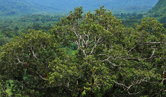 Downward  branch bifurcations elaborating the mature tree crown in Dipterocarpus sp., observed from the Etoile des Cimes, Hinboun, Laos, Copyright Patrick Blanc