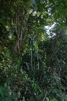 Dracaena aletriformis on the rocky slopes in forest understory, way to Amani, 400 m asl, East Usambara, Tanzania