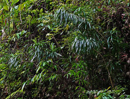 Dracaena angustifolia, a large leaved form growing on vertical banks above a forest stream, Waai waterfall, Ambon, Moluccas