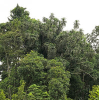Dracaena arborea, a huge individual at forest edge, Campo, Cameroun