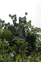 Dracaena arborea at forest edge, Campo, Cameroun