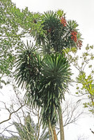 Dracaena arborea, Kribi, Cameroun