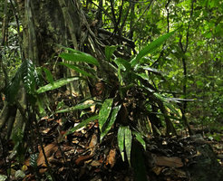 Dracaena aubryana with leaves covered by epiphylls in forest understory, Kribi, Cameroun