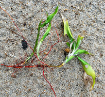 Dracaena braunii, branched stolons, Kribi, Cameroon