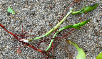 Dracaena braunii, bright orange stolon with ramifications, Kribi, Cameroon