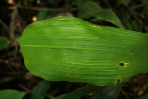 Dracaena cf. bicolor, plicate leaf due to prominent nerves, Kribi, Cameroun