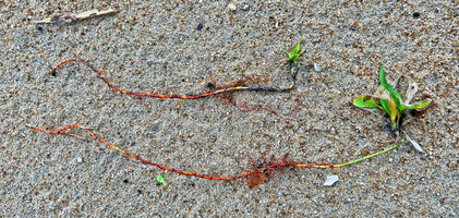 Dracaena braunii, very long bright orange stolons creeping just under the sandy soil surface and ending in a new leafy shoot, Kribi, Cameroon
