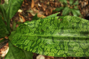 Dracaena cantleyi, bicolour patches on the leaf, base of Gunung Raya, Langkawi, Malaysia