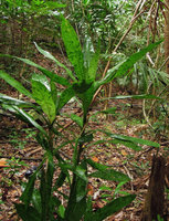 Dracaena cantleyi, brown patches on young and old leaves , Redang, Malaysia