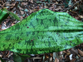 Dracaena cantleyi, leaf blotches, base of Gunung Raya, Langkawi, Malaysia