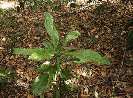 Dracaena cantleyi, light green patches covering most of the leaf surface, base of Gunung Raya, Langkawi, Malaysia
