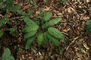Dracaena cf. goldieana, young individual with long petioles and marbled leaves, Ebodje, Campo, Cameroon