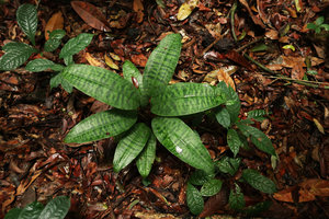 Dracaena cf. goldieana, young individual with short petioles and marbled leaves, Ebodje, Campo, Cameroon