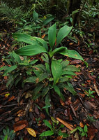Dracaena chiniana, small population of individuals at different sizes, Mount Silam, Lahad Datu, Sabah, Borneo