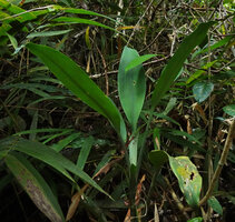 Dracaena chiniana, thick textured greyish petiolate leaves, Mount Silam, Lahad Datu, Sabah, Borneo